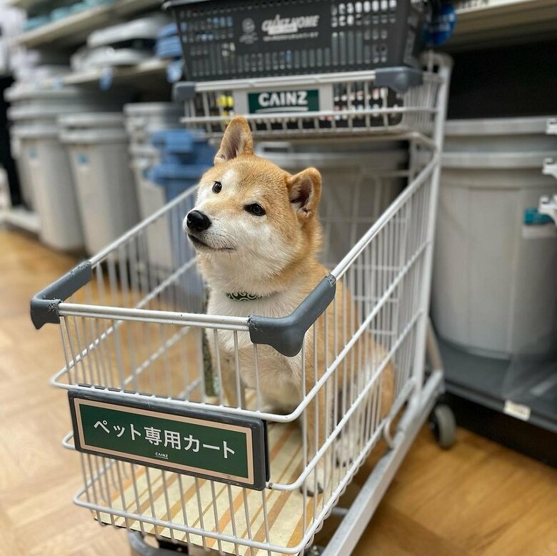 ペット専用カート