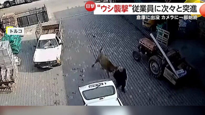 獲物を見つけたかのようにスピードを上げ、襲いかかった牛