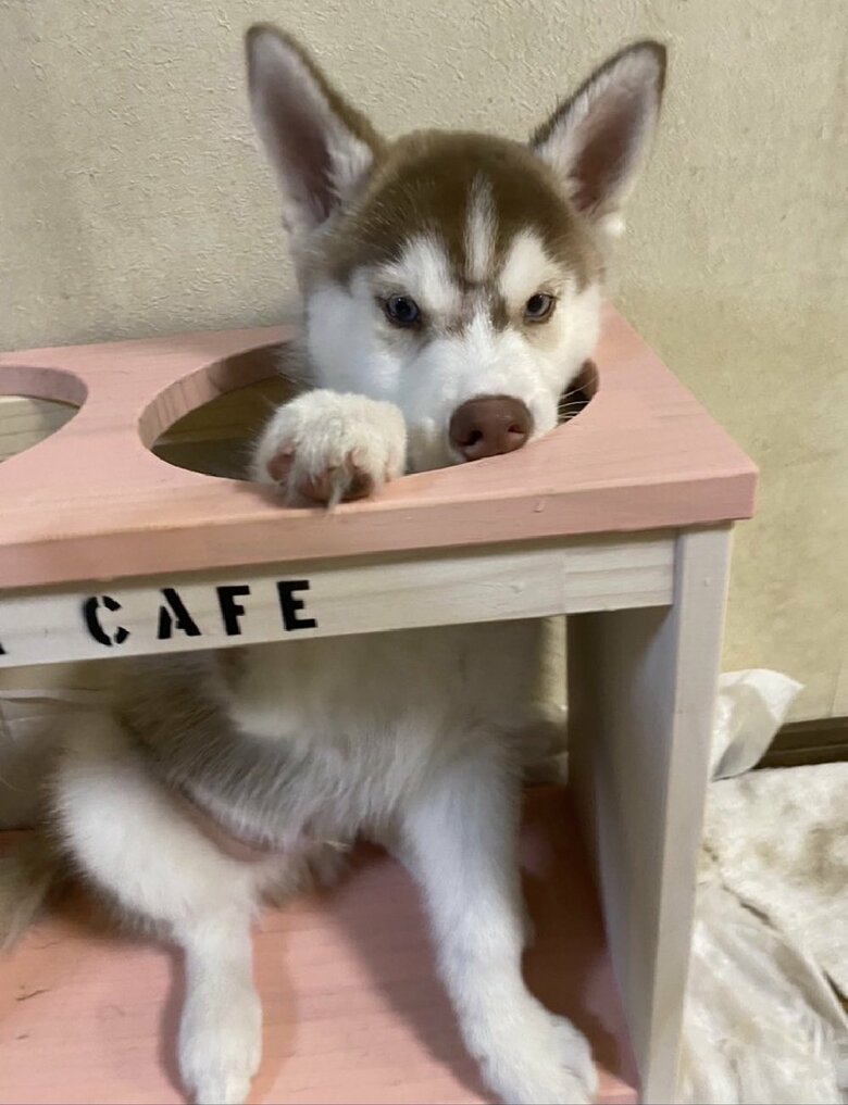 ご飯入れにも頭を突っ込む！
