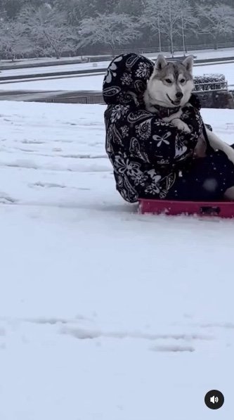 提供：ハスキーいちみちゃんと田舎暮らしさん