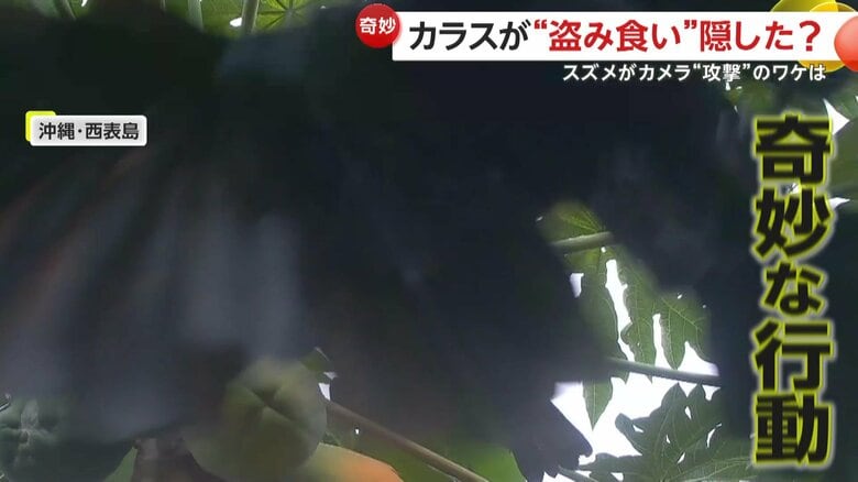 カメラに向かって飛んできた“盗み食い”カラス