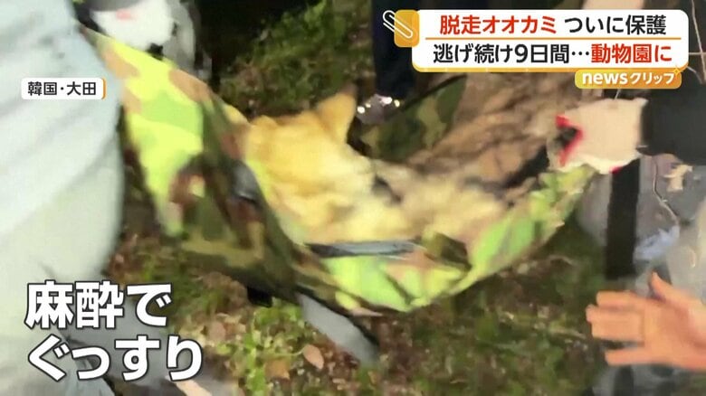 麻酔を打たれ眠る“脱走オオカミ”