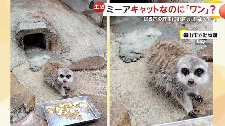 まるで犬のように元気よく“ワンワン”と鳴いていミーアキャット（広島・福山市立動物園）