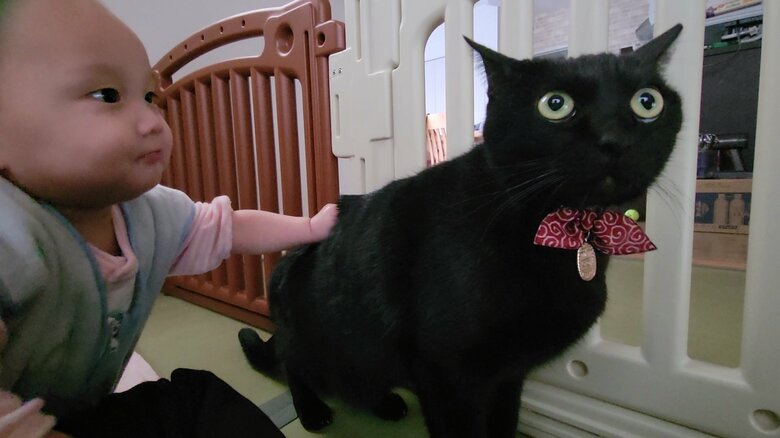 提供：仔猫を拾ったので