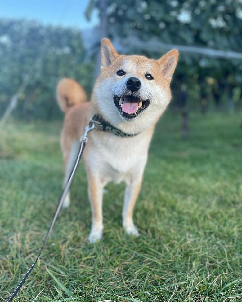 ニッコリ松くん