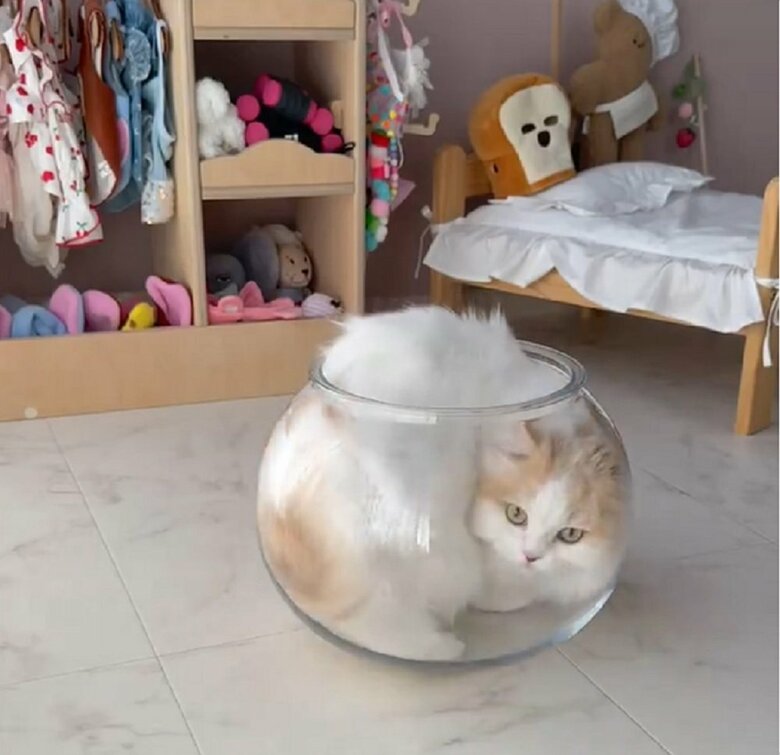 するりとなめらかに全身をおさめる