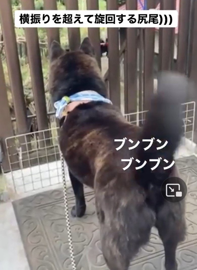 尻尾がフリフリを超えて旋回になる