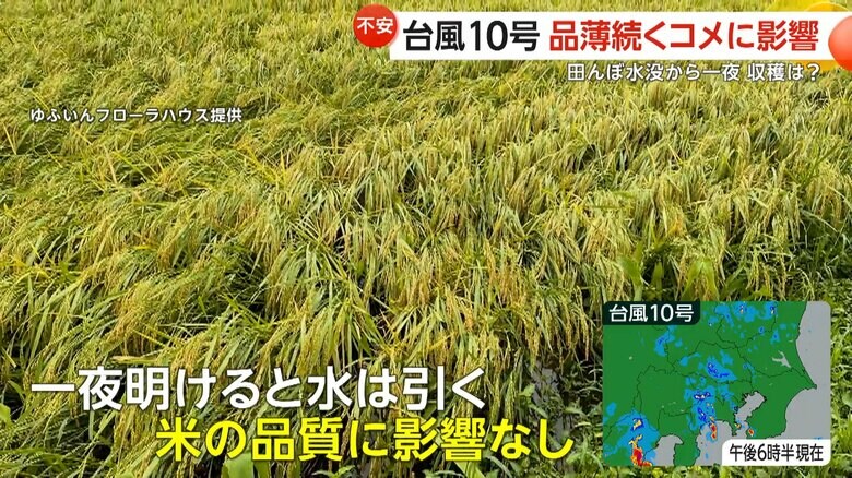 一夜で水が引き、心配されていた米の品質には影響はないという水没した田んぼ
