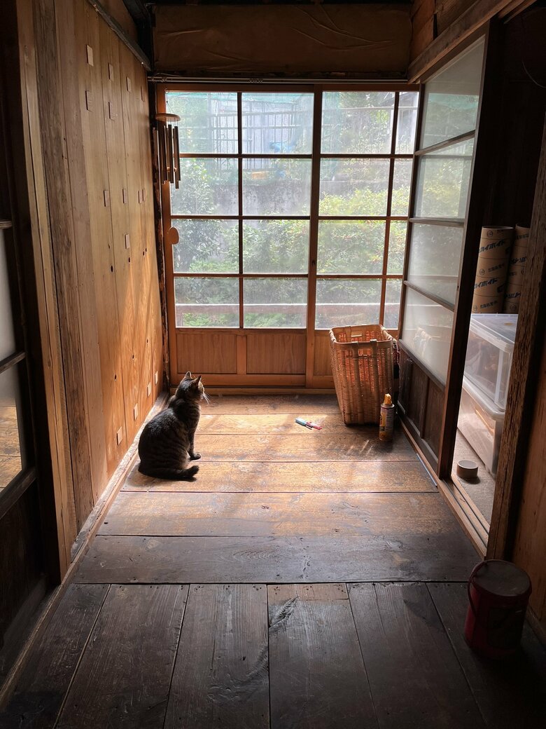 外を眺める猫