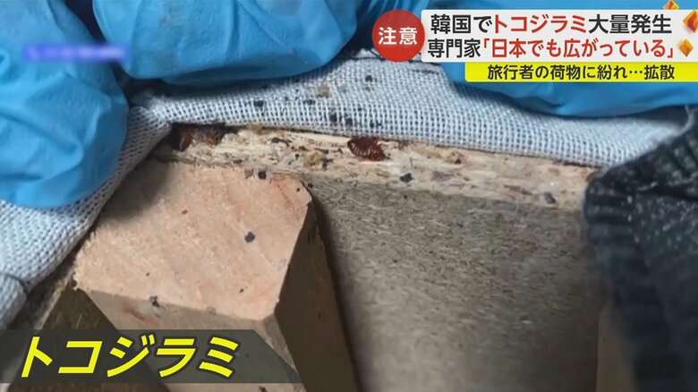 韓国政府は国を挙げ駆除に乗り出している