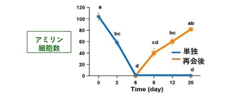 孤独になるとアミリンを発現するアミリン細胞が減る（出典：理化学研究所）