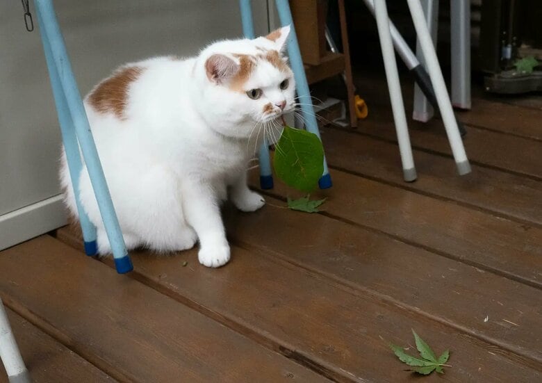 提供：MARCOさん