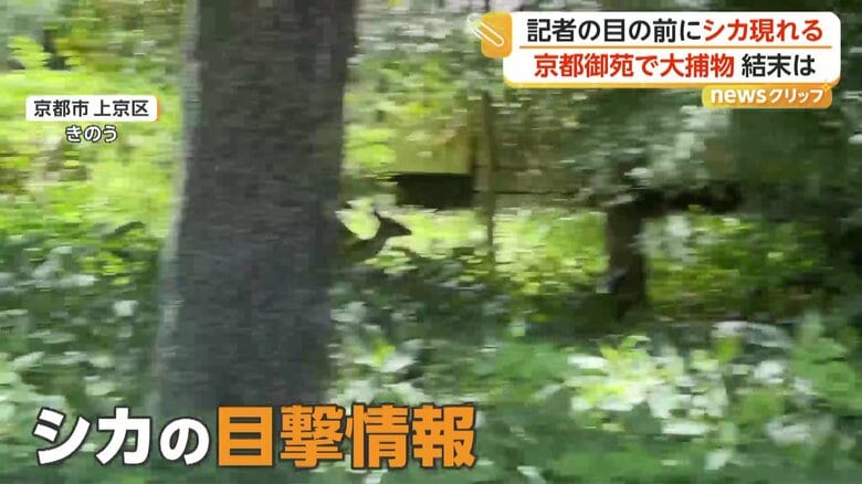 京都御苑の敷地で発見されたシカ