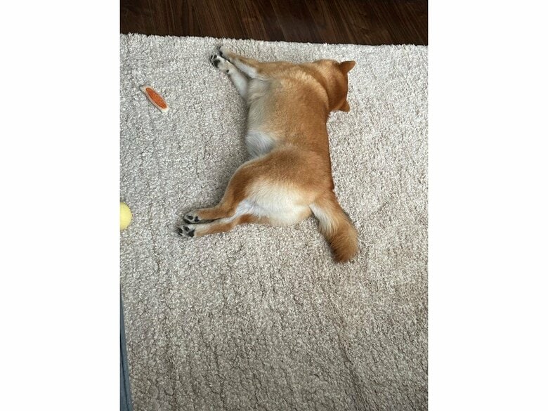 提供：赤柴いちさん