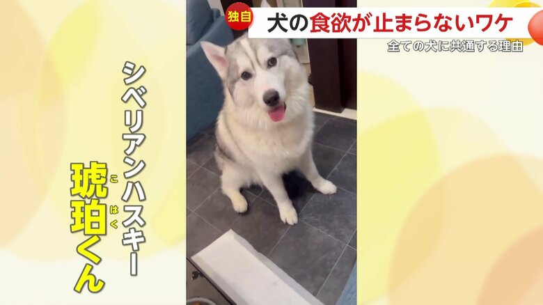 食べることが大好きなシベリアンハスキーの琥珀くん