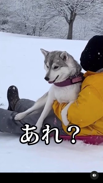 提供：ハスキーいちみちゃんと田舎暮らしさん