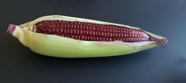 提供：百島 純さん