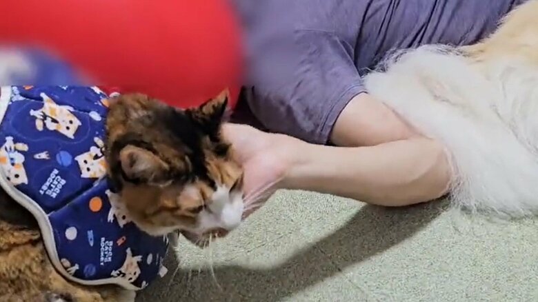 同居する猫ちゃんが、可愛がられている姿が