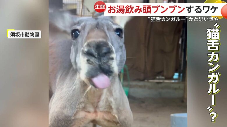 カンガルーのエイトくん