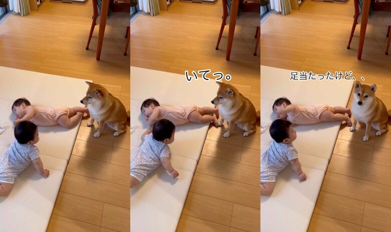 夕飯を作るママの代わりに子守（提供：柴犬　むぎさん）