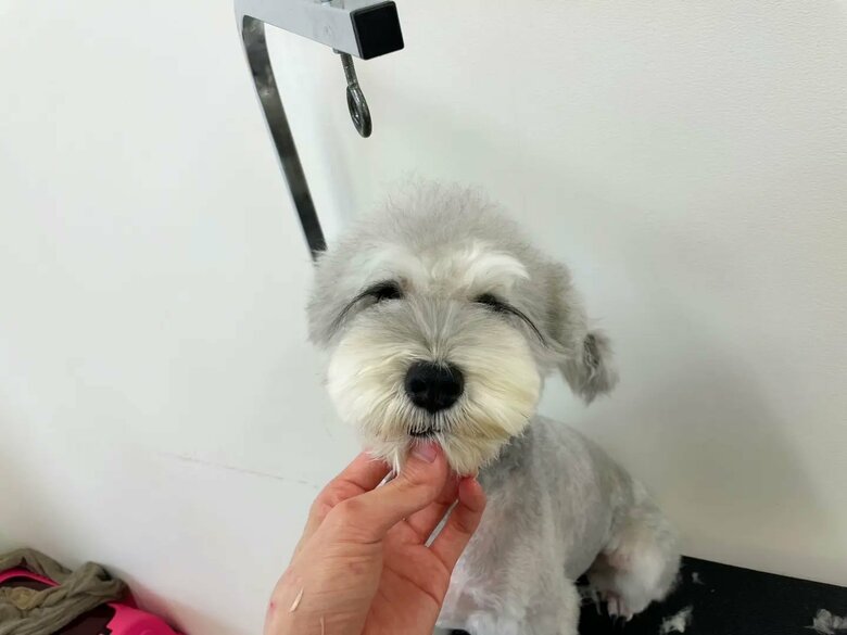 トリミングしてもらいサッパリ