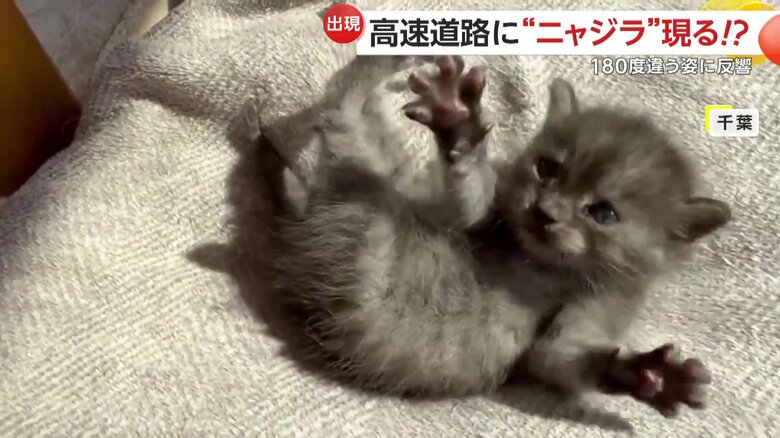 保護ネコで親がいないため、飼い主さんが与えるミルクを必死にごくごく飲んでいたココアくん