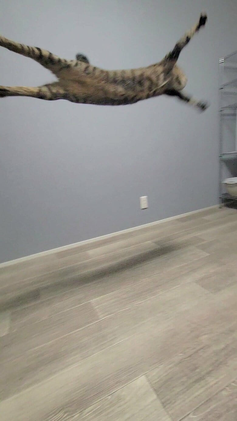 全力横っ飛び（提供：しぴこめさん）