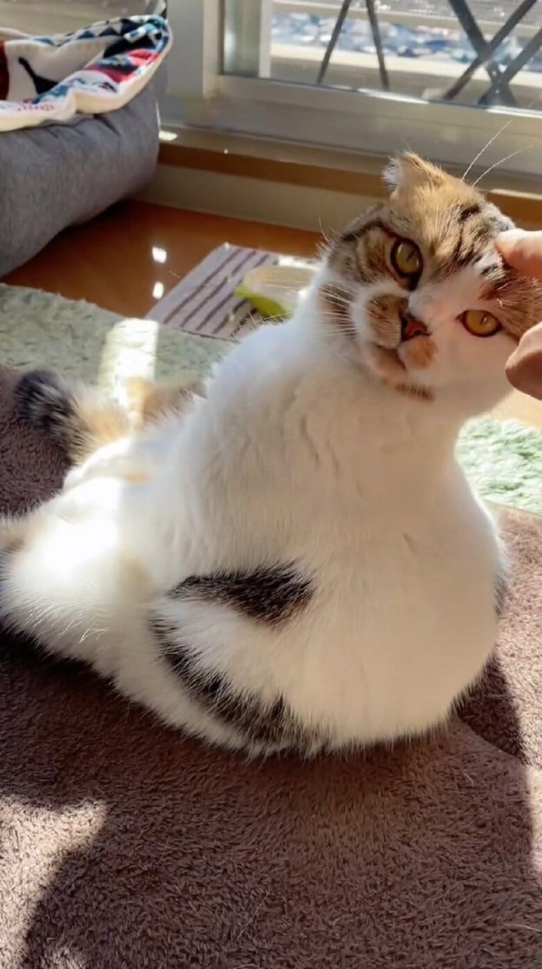 指を追いかけるこうしちゃん