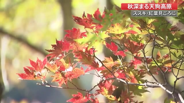 秋の深まり感じる天狗高原 ススキと紅葉見ごろ【高知】