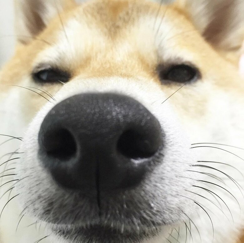 顔のどアップ　くしゃみしそう？