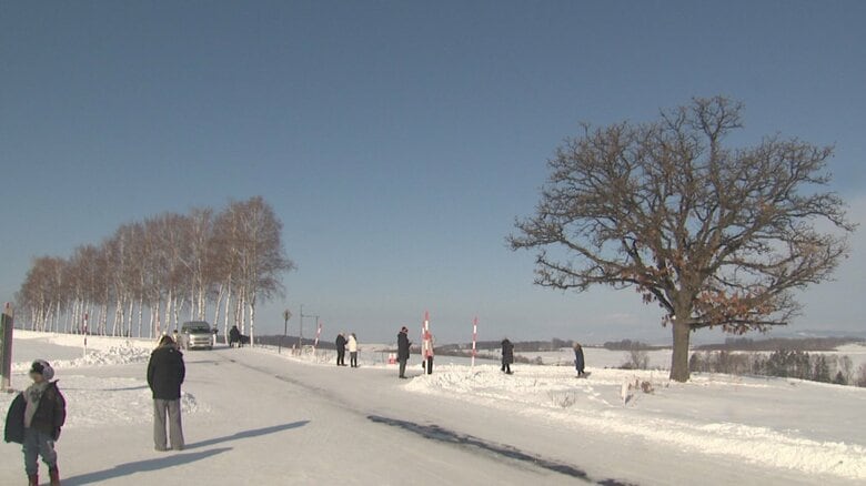 観光スポットとして人気の「セブンスターの木」と切断される前のシラカバ並木