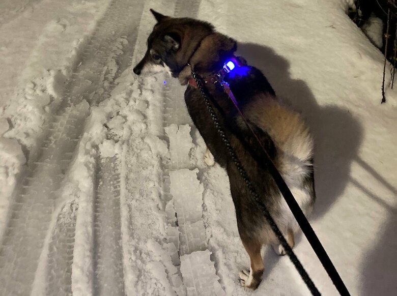 雪道を散歩する様子