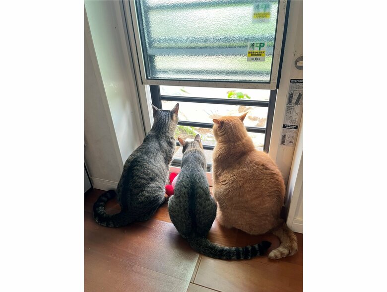 よく外の景色を見ている3匹（提供：すずつむふうさん）