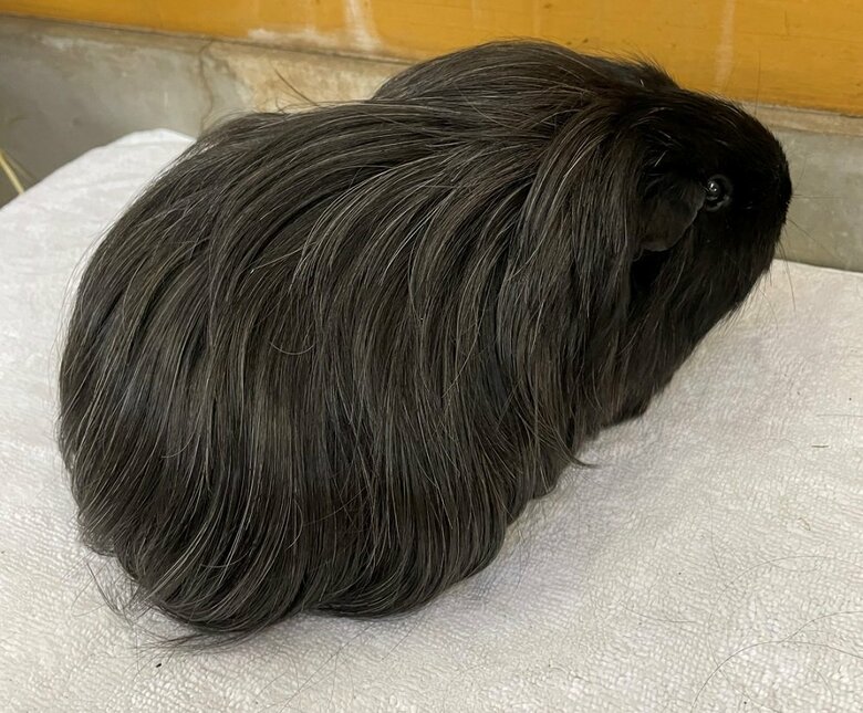 もう1匹の黒一色のシェルティであるおはぎちゃんの後ろ姿（提供：おびひろ動物園）