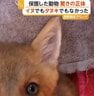 子犬と思い保護、実はキツネだった　驚きの投稿がSNSで話題　「見つけてもすぐに保護しないで」専門家が注意点呼びかけ