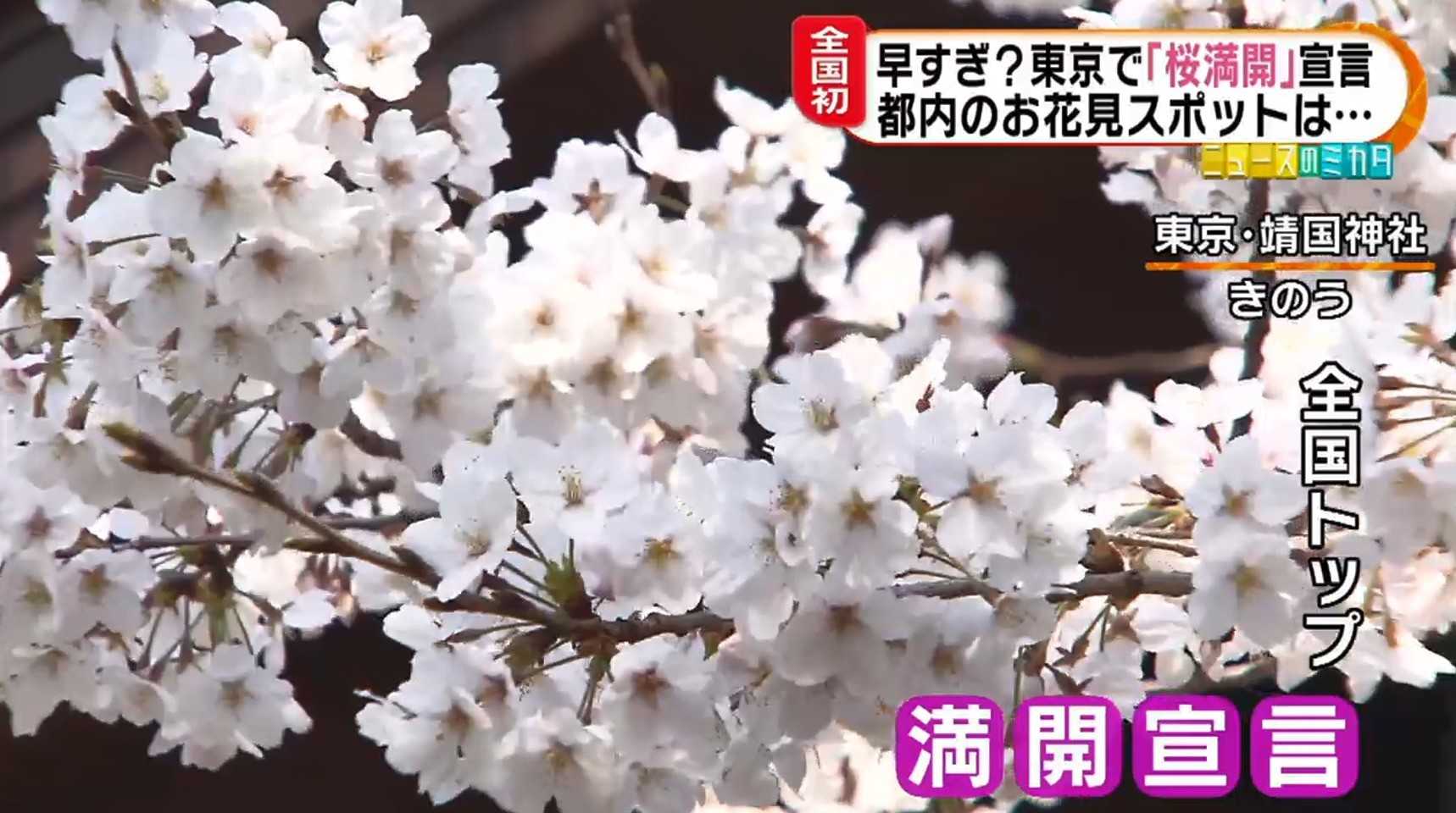 東京で早すぎる 桜 満開 発表 有名花見スポットの様子は