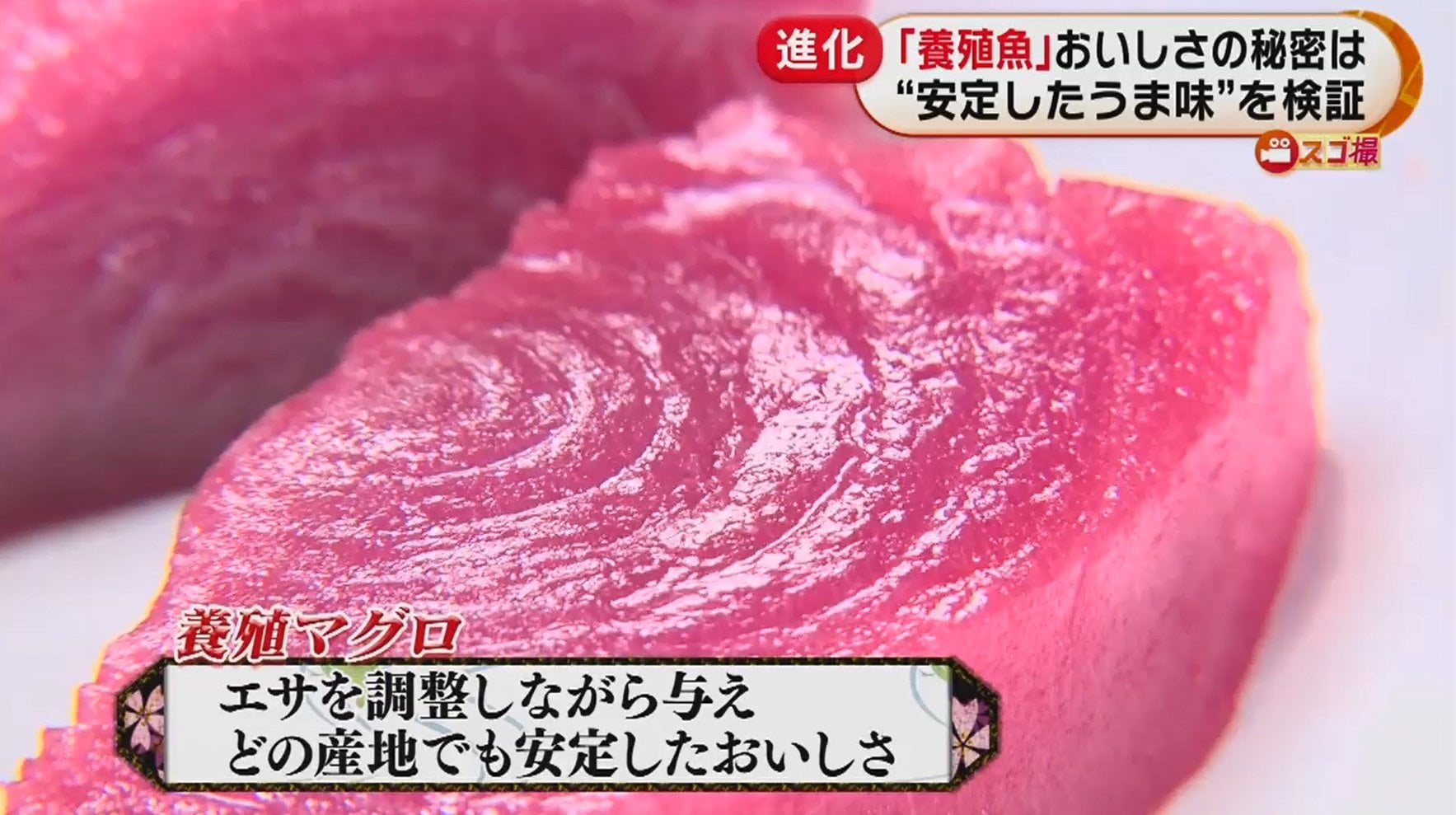 天然ものよりおいしい 漁獲量減少で注目の 養殖魚 は価格も安定 養殖マグロの うま味 を検証