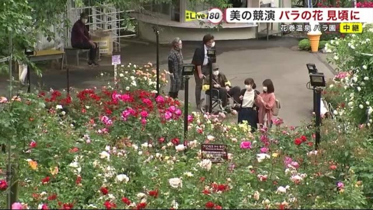 中継 花巻温泉バラ園 約450種 6000株のバラが見頃に 岩手県