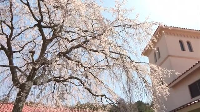 しだれ桜から花びらヒラヒラ 浜田市の美術館で開館記念の桜が見ごろ 島根