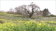 華やかに染まる福島県　桜前線が到着！福島市で開花宣言　三春滝桜は開花前から観光客が訪れる