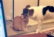 大好きすぎて同居猫の頭をパクリ！？静かにくわえ続ける犬の姿が面白い…2匹の関係性を飼い主に聞いた
