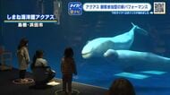 シロイルカが新しいパフォーマンスを披露　お客さんの手の動きにあわせ２頭が回転　しまね海洋館アクアス