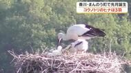 巣立ちまで温かく見守って…まんのう町で誕生のコウノトリのヒナは３羽と判明　町内誕生４年連続【香川】
