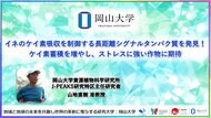 【岡山大学】イネのケイ素吸収を制御する長距離シグナルタンパク質を発見!ケイ素蓄積を増やし、ストレスに強い作物に期待
