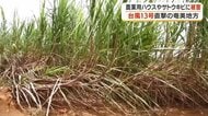 「疲れるだけ」農家の嘆き　台風13号が奄美農業を直撃　ハウス破損・マンゴー出荷断念・サトウキビ倒伏の三重苦