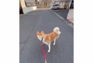 「前向いて〜」登校する息子さんが気になりすぎて“欽ちゃん走り”に!? 秋田犬の歩き方が愛おしい