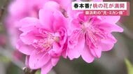 鮮やかなピンクで直径2cmほど…三重県御浜町で桃の花が満開 桃園に植えられた80本ほどで見頃は今週いっぱい