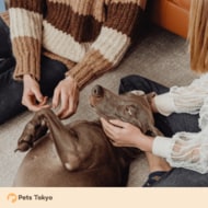 【Pets Tokyo調査】実はやりがち？獣医師が教える「ペットのお世話NG集」