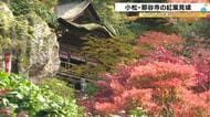 赤や黄色と岩山のコントラスト…石川県小松市の那谷寺で紅葉が見ごろ 約15種類1000本が色鮮やかに