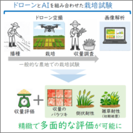 「収量」だけじゃない 様々な栽培特性を空から測る新たな枠組み―混植栽培の生産性・安定性・倒伏/雑草耐性を同時に評価―